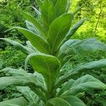 Verbascum densiflorumList