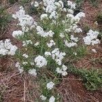 Heliotropium longiflorum Flor