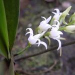 Cyrtorchis ringens Flower