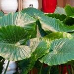 Alocasia odora Liść