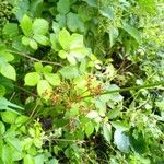 Juncus effusus Leaf