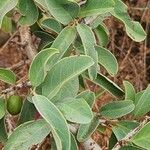 Ximenia caffra Leaf