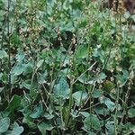 Rumex scutatus Hábito