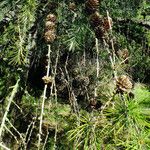 Larix kaempferi फल