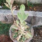 Kalanchoe laetivirens برگ