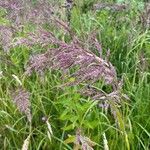 Calamagrostis canescens Flor