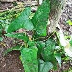 Anthurium subsignatum Fuelha