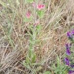 Echium angustifolium Habitat