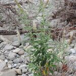 Buddleja albiflora Агульны выгляд