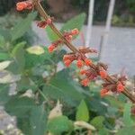 Salvia confertiflora Flower