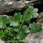 Ranunculus marschlinsii
