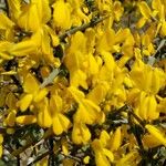 Cytisus galianoi Fula