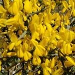 Cytisus galianoi Flower