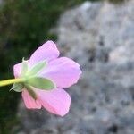Geranium cinereum Flower
