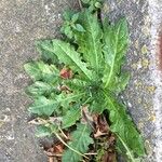 Picris echioides Blatt