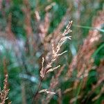 Agrostis stolonifera Blatt