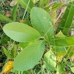 Litsea monopetala Leaf