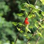 Ribes rubrum Хабит