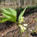 Cardamine enneaphyllos Blüte