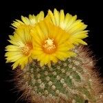 Parodia microsperma Flor
