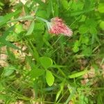 Trifolium incarnatumBloem