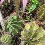 Echinopsis oxygona Flower