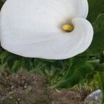 Zantedeschia aethiopicaBlomma