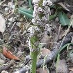 Neotinea maculata Flor