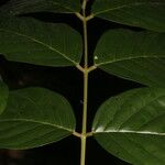 Lonchocarpus macrophyllus Corteza