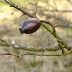 Rosa dumalis Fruit