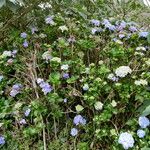 Hydrangea macrophylla Хабит