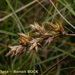 Carex colchica Froito