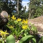 Erythronium grandiflorumFlower