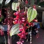 Thunbergia coccineaFlower