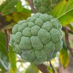 Annona squamosa Gyümölcs