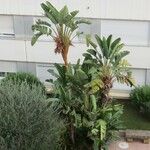 Strelitzia nicolai Φύλλο