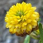 Trifolium badium Çiçek