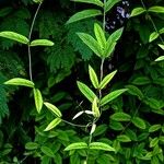 Paederia foetida Levél