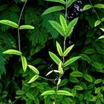 Paederia foetida Leaf