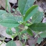 Euphorbia graminea फूल