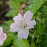Geranium endressii Blüte