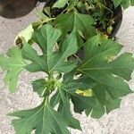 Tithonia diversifolia Foglia
