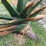 Gasteria excelsa Hostoa