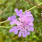 Scabiosa japonica Blüte