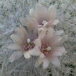 Epithelantha micromeris Λουλούδι