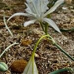 Pancratium maritimumÕis