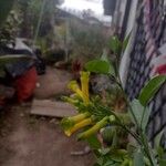 Nicotiana glauca Květ