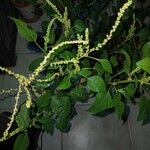 Amaranthus viridisPlod