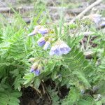 Polemonium californicum