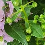 Angelonia angustifolia Hostoa
